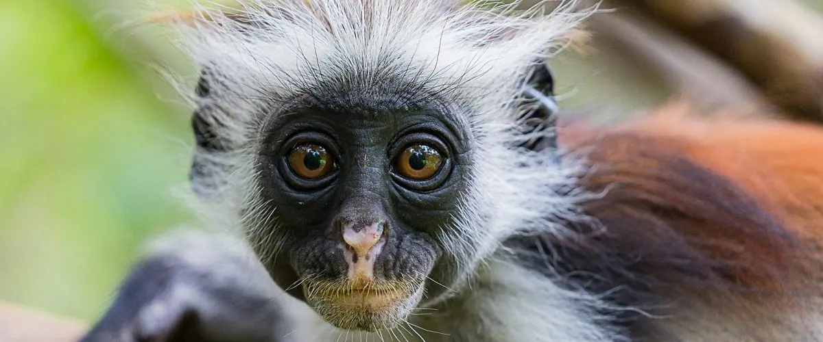 red colobus monkey loking straight at the camera in zanibar
